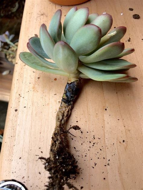 Succulent Root Rot Fast Treatment To Healthy Plants