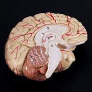 Buy Human Anatomy Head Skull Brain Cerebral Artery Anatomical Model For