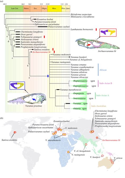 Phylogeny Of Varaniformes And Image Eurekalert Science News Releases