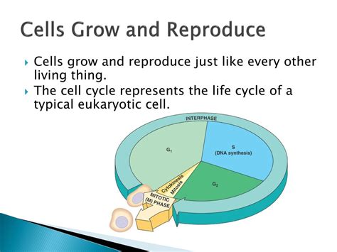 PPT - Cell Growth and Reproduction PowerPoint Presentation, free