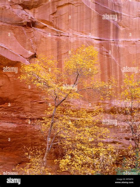 Usa Utah Fall Colored Box Elder And Sandstone Walls In Harris Wash