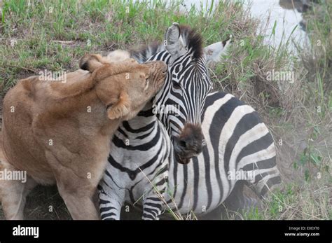 Lion kills a zebra Stock Photo - Alamy