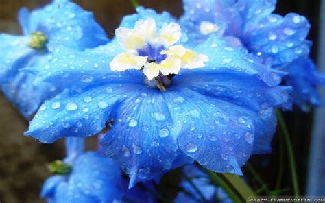 Light blue flowers - angryjery