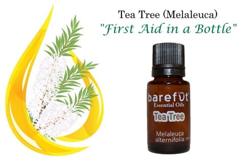 Tea Tree Essential Oil – Barefut Essential Oils