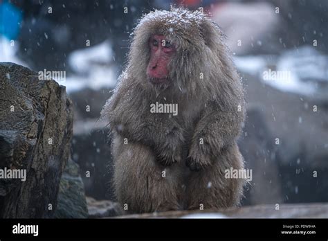 Snow Monkey Bathing In Hot Water Spring In Winter Stock Photo Alamy