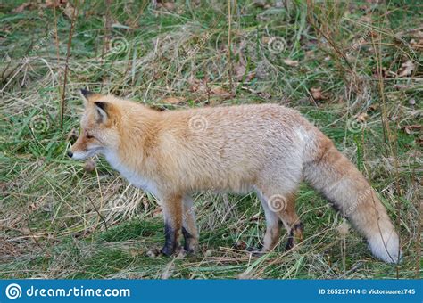 Ezo Red Fox Stock Photo Image Of Fauna Hokkaido Colour 265227414