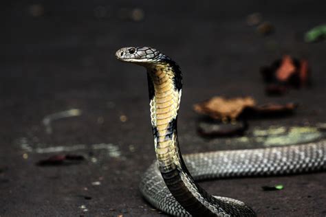 Qual O Masculino De Cobra - Existe masculino de 'cobra'? Muita gente erra a resposta