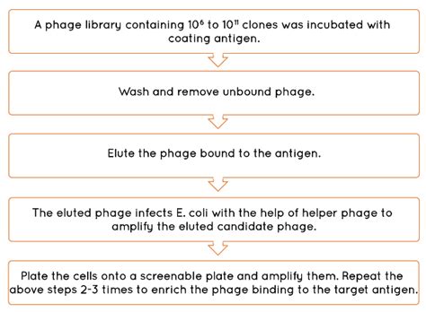 Phage Antibody Library Technology Cd Formulation