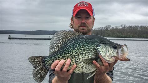 4 Lb 88 Oz Illinois Record Crappie Caught On Lake Kinkaid