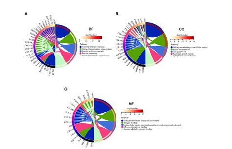 Go Enrichment Analysis Of Ep Degs In Bp Cc And Mf Bp Biological