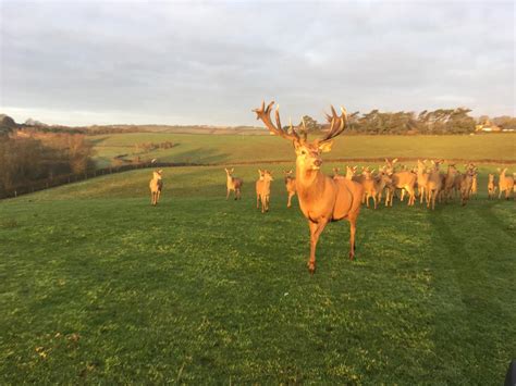 The Farm | Isle of Wight Deer Farm