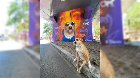 Cachorro Parapl Gico Ganha Mural Em Viaduto