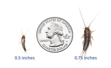 What Do Silverfish Look Like | Silverfish Identification Guide