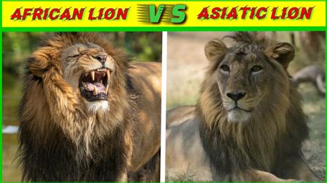 African Lion Vs Asiatic Lion