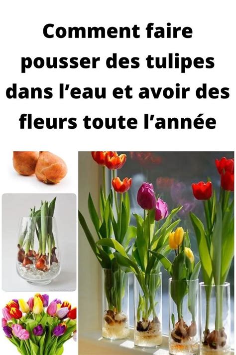 Les Tulipes Sont Parmi Les Fleurs Les Plus Belles Et Les Plus