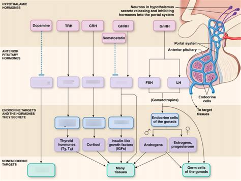 Pituitary And Hypothalamus Diagram Diagram Quizlet