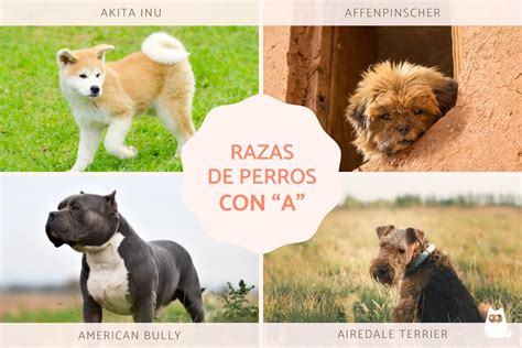 Todas Las Razas De Perros Con A Nombres Con FOTOS