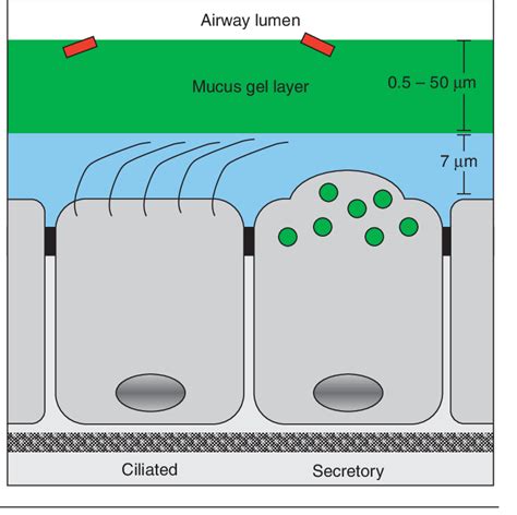 Airway Epithelium With Overlying Surface Liquid The Conducting Airways Download Scientific