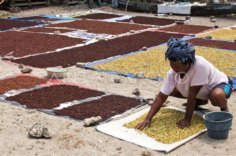 HARGA CENGKEH MALUKU FLUKTUATIF ANTARA Foto