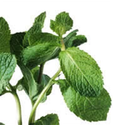 mint gm bunch fresh connection