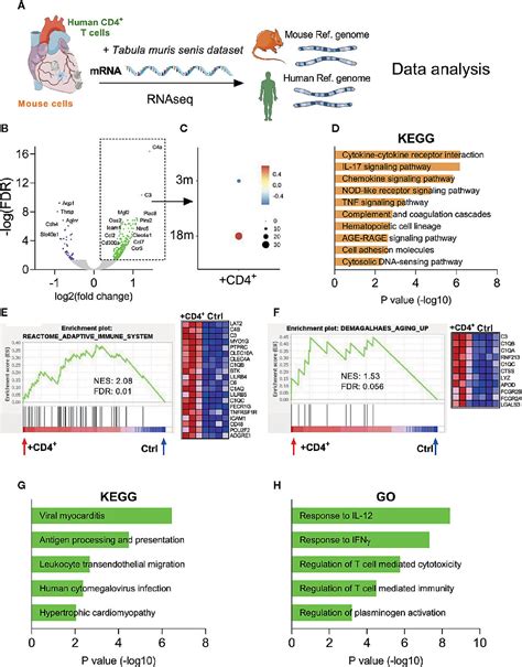 RNA Seq Transcriptome Analysis Beispiel Core Unit Systemmedizin