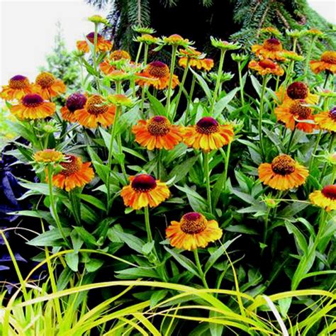 Helenium Short N Sassy Van Berkum Nursery