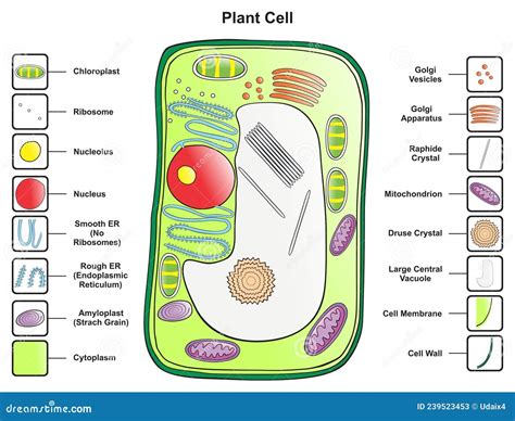 Plant Cell Structure Anatomy Infographic Diagram Stock Vector