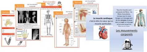 Les Mouvements Corporels Laclasse Delphine