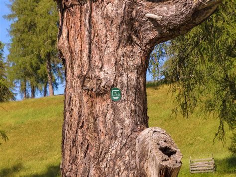 Ancient Larch Tree On The Salto High Plateau Activities And Events In