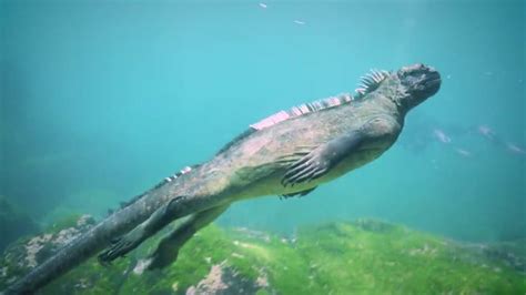 Fakta Iguana Laut Satu Satunya Kadal Yang Bisa Berenang Di Laut