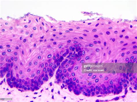 Simple Squamous Epithelium Slide 40x