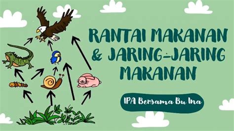 Jaring-jaring Makanan: Pengertian, Perbedaan, dan Contoh Lengkap