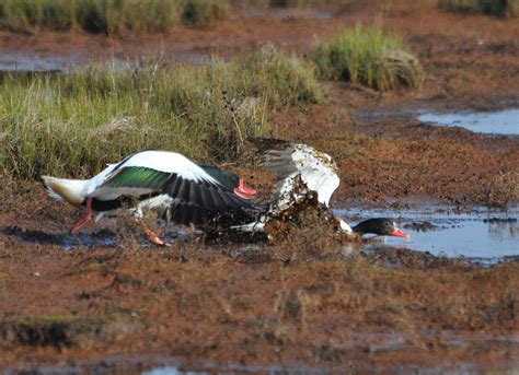 Tadorna Tadorna Common Shelduck Tadorne De Belon 06 Flickr