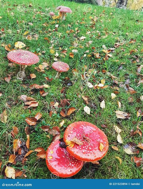 Manchas Blancas De Hongos Rojos Mosca Agria Foto de archivo - Imagen de ...