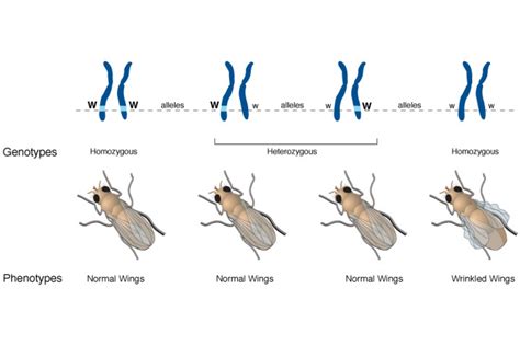 Heterozygous Traits