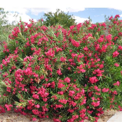 Red Hardy Oleander Seeds (Nerium oleander) - Price €1.95