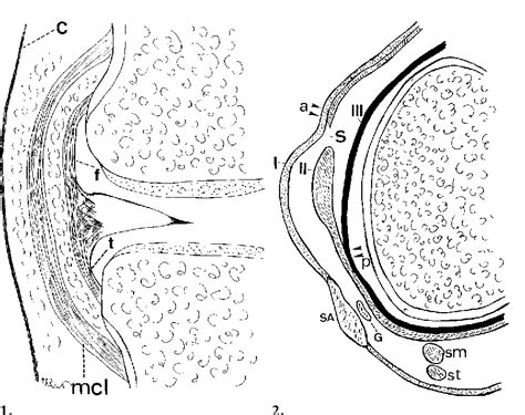 Figure From Three Layers Of The Medial Capsular And Supporting