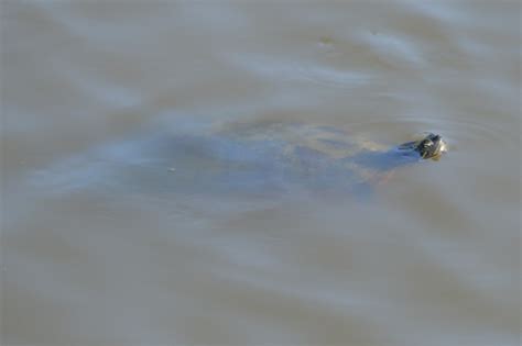 Northern Red Bellied Cooter From Club Wyndham Governor S Green Pond