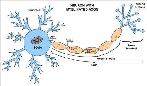 Neurons And Neurotransmission Diagram Quizlet