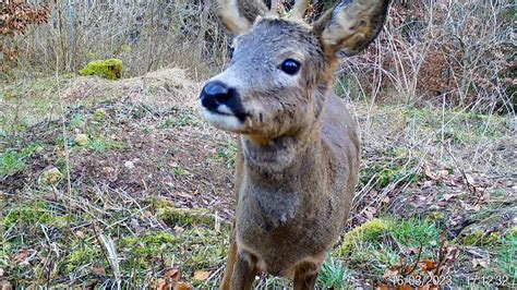 Secacam Wildkamera Rehbock Im Wald Youtube