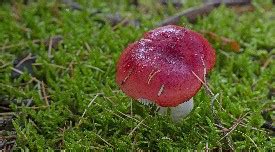 Wenature Database Paddenstoelen Russula S