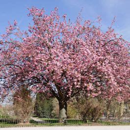 Buy Japanese Cherry Seeds Prunus Serrulata Rarexoticseeds