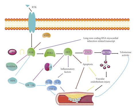 Pi3kakt Signaling Pathway Activates Inflammation And Repairs Vascular