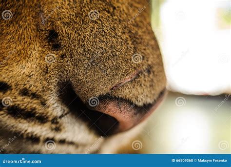 Tiger Nose Close Up Thailand Stock Photo - Image of eyes, closed: 66509368