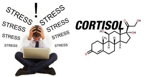 Conozca 10 Señales Asociadas A Altos Niveles De Cortisol En El Organismo