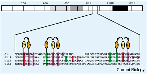 Figure 1 from Proteolysis : Regulation by a Constellation of Phosphorylation Sites Dispatch ...