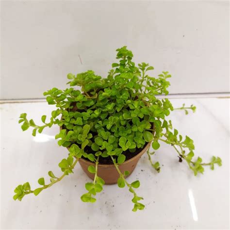 Pilea Depressa 'Baby Tears' - NurseryBuy