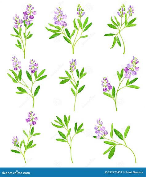 Lucerne Or Alfalfa Plant Having Elongated Leaves And Clusters Of Small