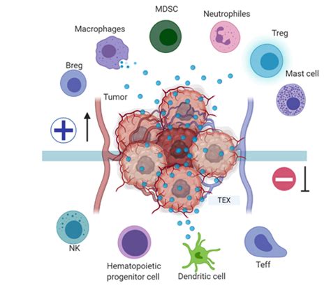 Exosomes Derived From Tumor Encyclopedia MDPI