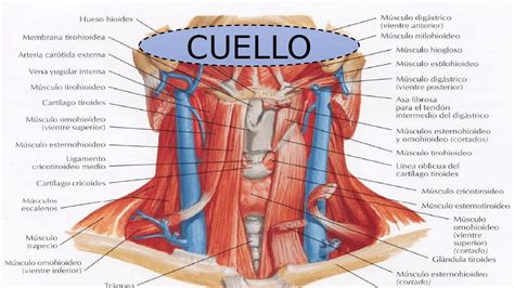 Solution Musculos Del Cuello Studypool Atelier Yuwa Ciao Jp